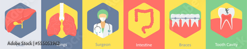liver, lungs, surgeon