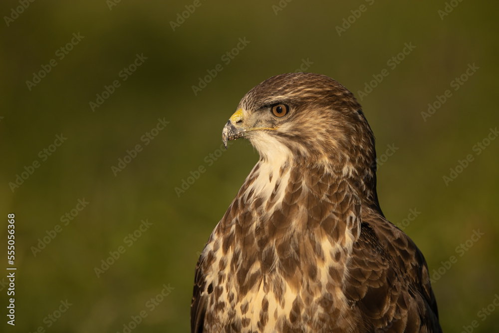 Common Buzzard close up headshot with green background. Common Buzzard close up headshot with green background.