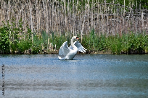 Ein Schwan flattert im Wasser eines Sees mit seinen Flügeln (Totale)