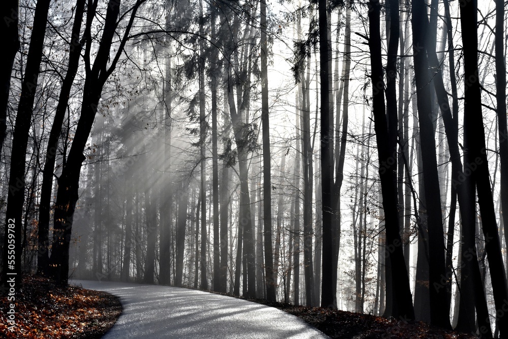 Naklejka premium Sonnenstrahlen durchdringen den leichten Nebel im Wald im Morgengrauen
