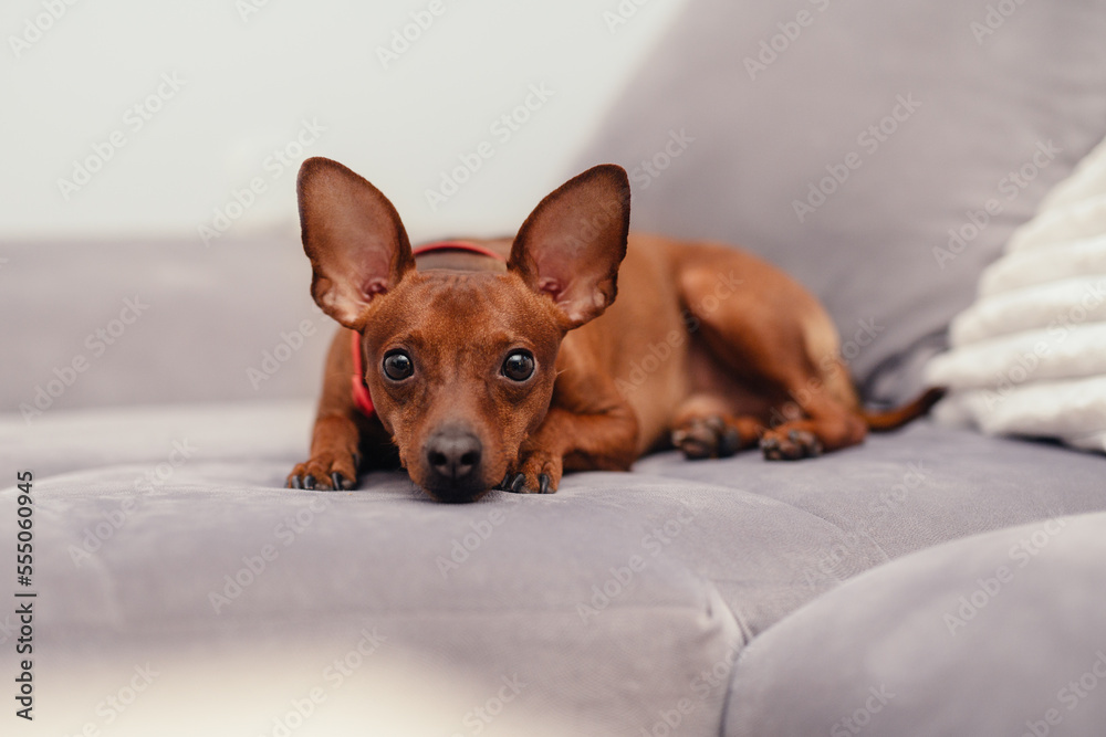 Miniature pinscher lies in a relaxed pose Miniature pinscher lies in a relaxed pose