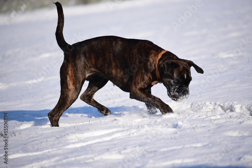 Deutscher Boxer im Schnee