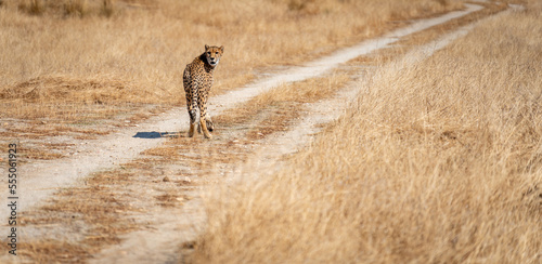 Long shot of cheetah over the track looking back