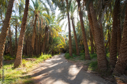 Dirt track road through rural countryside date farm