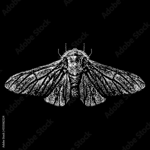 Peppered Moth hand drawing vector isolated on black background.
