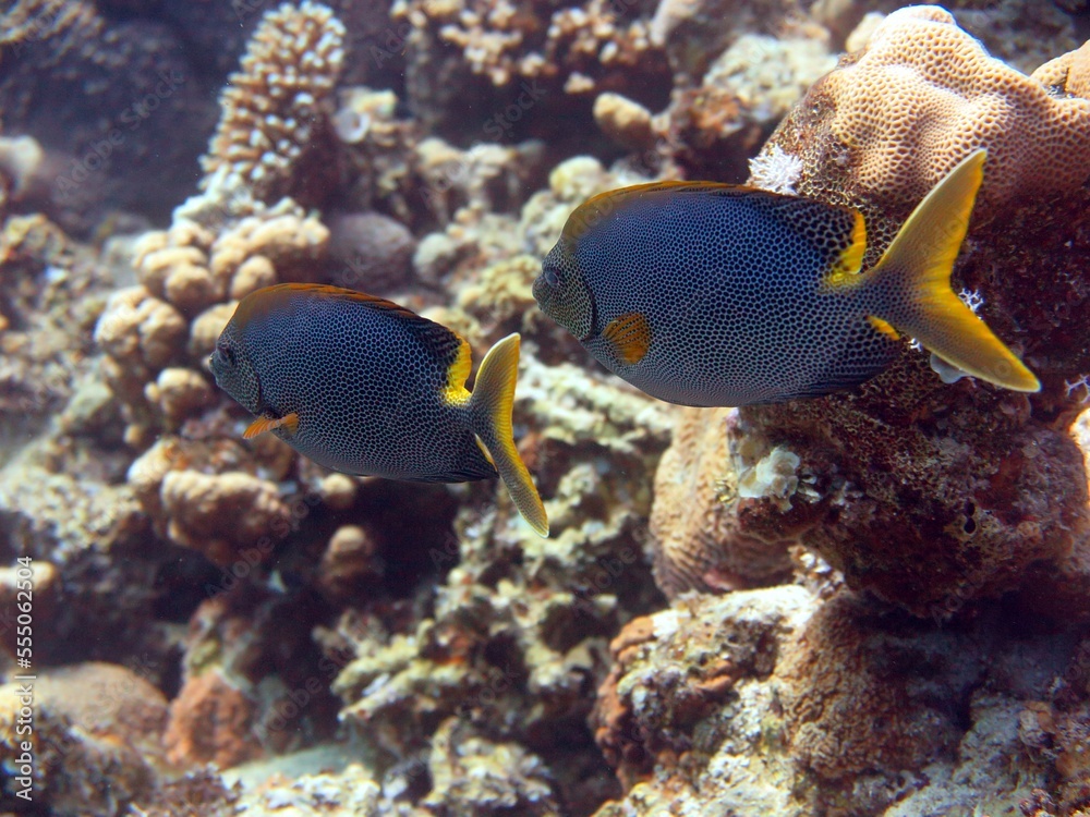 Red sea fish and coral reef with underwater sculpture Red sea fish and coral reef with underwater sculpture