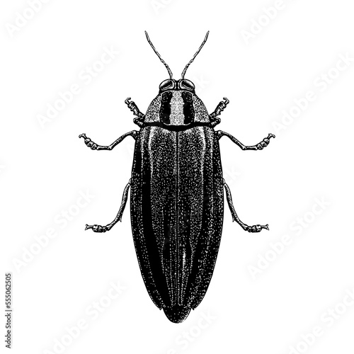 Jewel Beetle hand drawing vector illustration isolated on background.