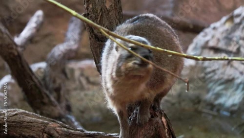 Close-up of a Cape hyrax in the wild