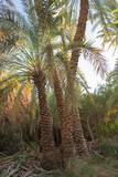 Landscape view of large date palm trees in plantation
