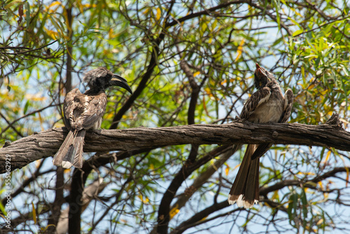 Calao à bec noir,. Lophoceros nasutus, African Grey Hornbill, Afrique du Sud