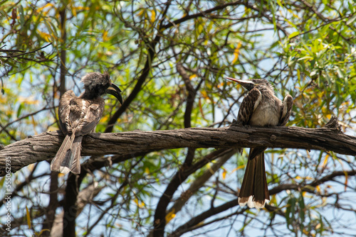 Calao à bec noir,. Lophoceros nasutus, African Grey Hornbill, Afrique du Sud