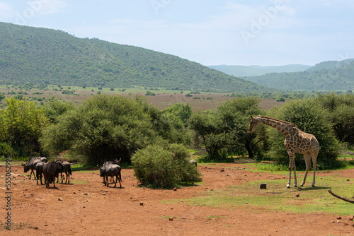 Gnou    queue noire  Connochaetes taurinus    Girafe  Giraffa Camelopardalis   Parc national du Pilanesberg  Afrique du Sud