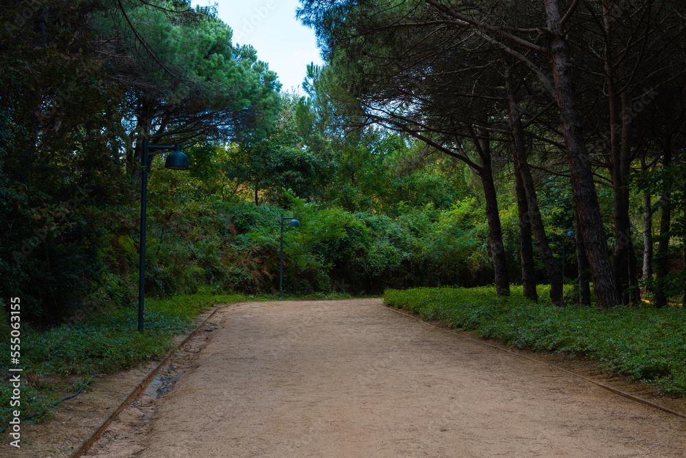 Hiking or jogging trail in the forest. Healthy lifestyle concept photo Hiking or jogging trail in the forest. Healthy lifestyle concept photo