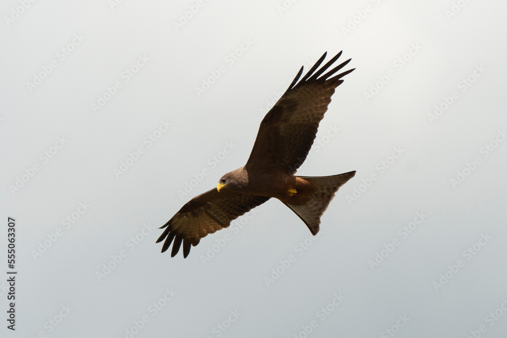 Obraz premium Milan noir, .Milvus migrans, Black Kite