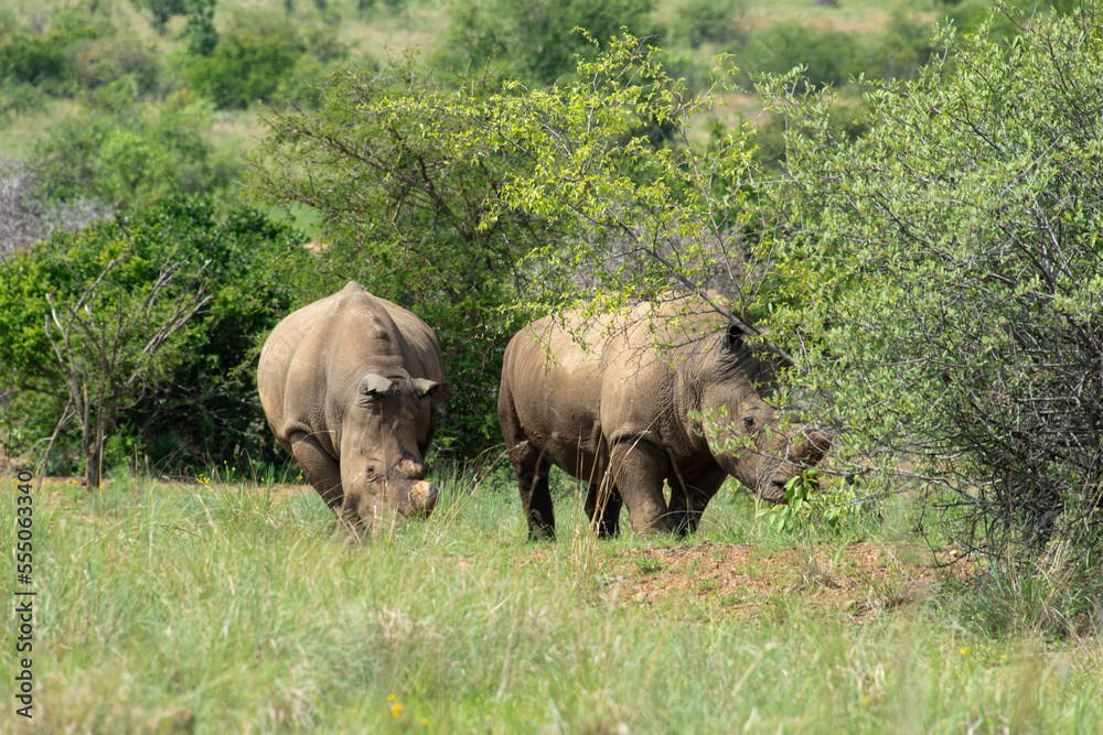 Fototapeta premium Rhinocéros blanc, white rhino, Ceratotherium simum, Parc national Pilanesberg, Afrique du Sud