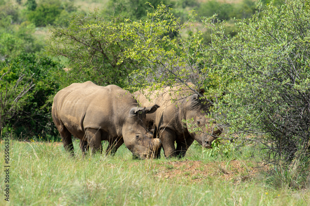 Rhinocéros blanc, white rhino, Ceratotherium simum, Parc national Pilanesberg, Afrique du Sud