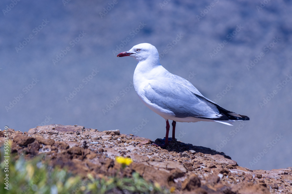 Fototapeta premium seagull on rocks