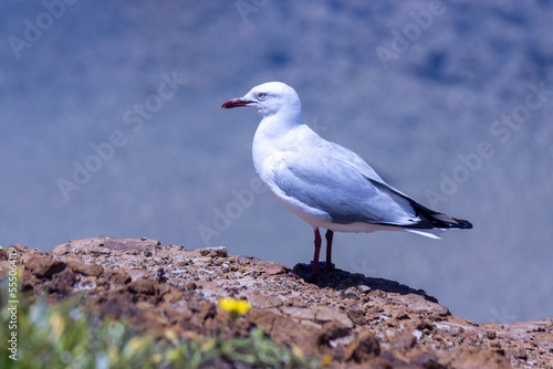 seagull on rocks