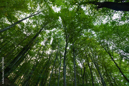 Lush forest in wide angle view. Trees from below in the forest