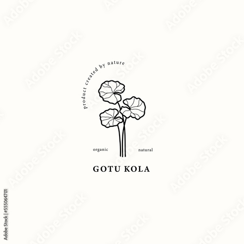 Line art gotu kola or Centella asiatica illustration