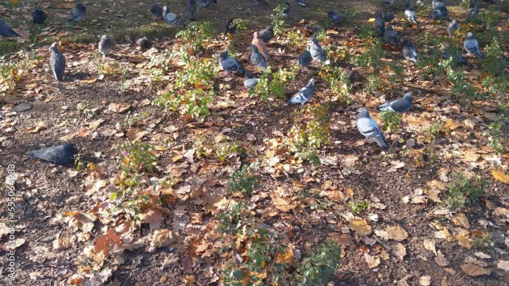 Pigeons in the park bask in the sun. City birds Pigeons in the park bask in the sun. City birds