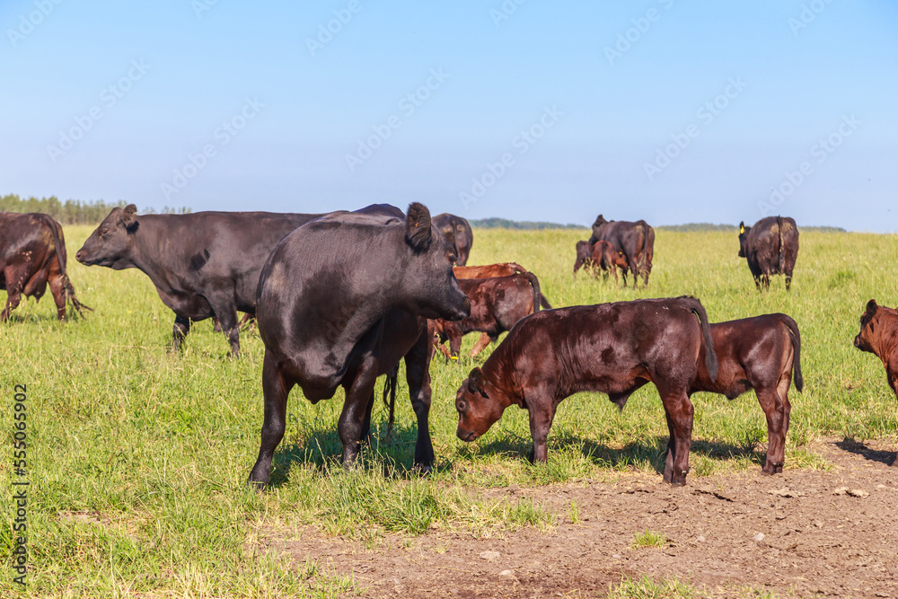Black angus cows with calves graze in the meadow. Black angus cows with calves graze in the meadow.