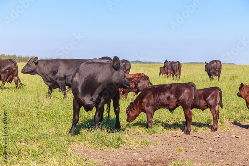 Black angus cows with calves graze in the meadow.