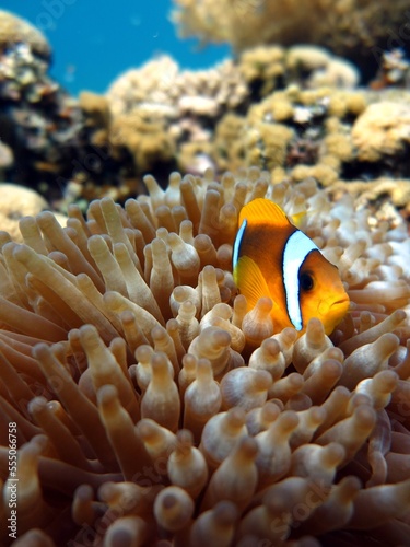 Clown fish in red sea aquarium © Ayman
