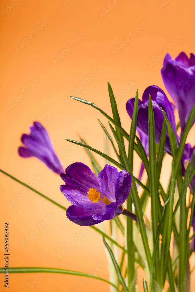 bright purple crocuses spring flowers on orange background bright purple crocuses spring flowers on orange background