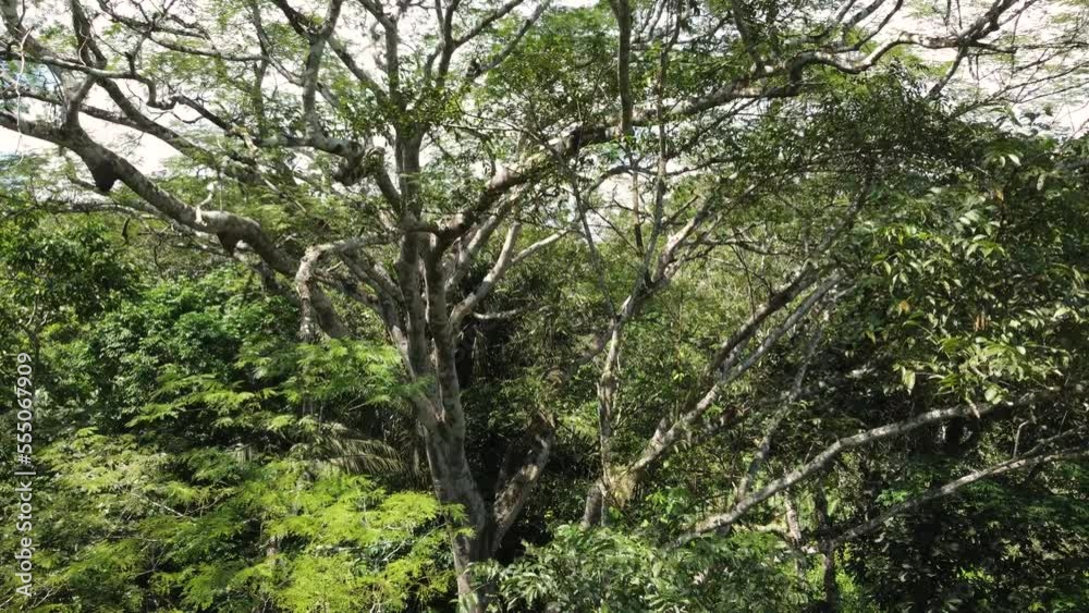 Drone flight into tree canopy of forest, flight amongst top tree branches Drone flight into tree canopy of forest, flight amongst top tree branches