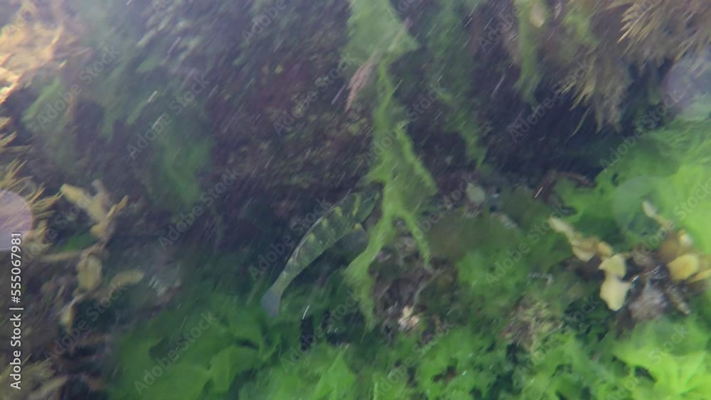 Following a Banded Wrasse as it swims through a reef in a Marine Reserve in Wellington, New Zealand Following a Banded Wrasse as it swims through a reef in a Marine Reserve in Wellington, New Zealand