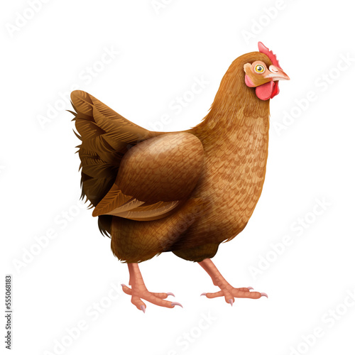 Realistic Hen Lifecycle Composition