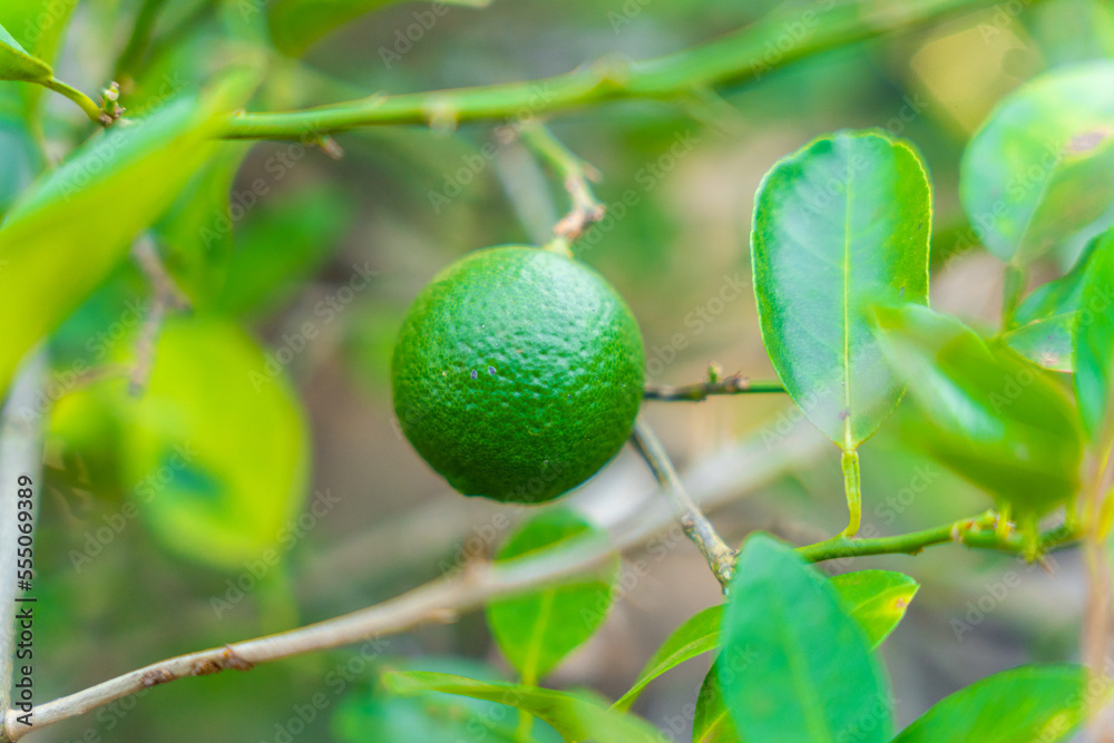 Green Lemon on tree