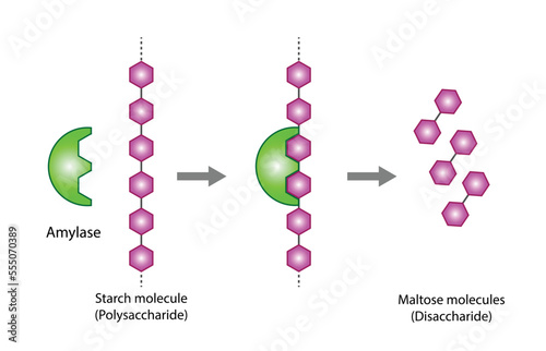 Carbohydrates Digestion. Amylase Enzyme catalyze Polysaccharide Starch Molecule to Disaccharide Maltose Molecules, glucose Sugar Formation. Scientific Diagram. Vector Illustration.