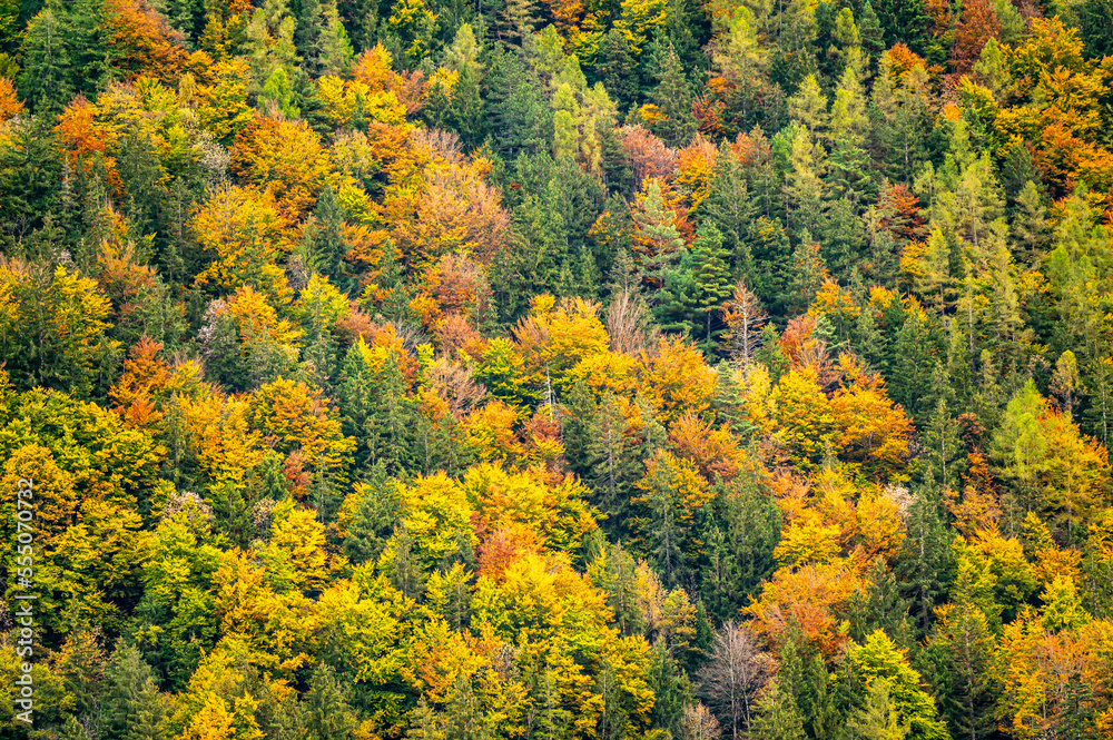 Autumn colors at the mountains