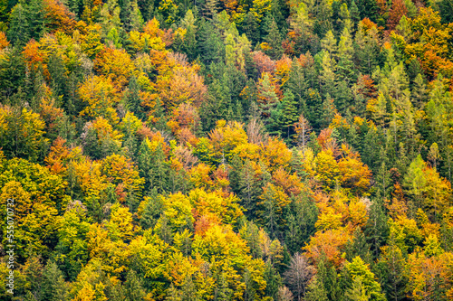 Autumn colors at the mountains