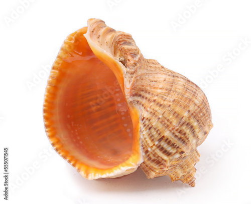 Brown seashell on white background