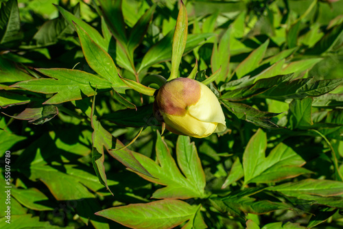 Bush with one small delicate yellow peony flower bud with small green leaves in a sunny spring day, beautiful outdoor floral background photographed with selective focus