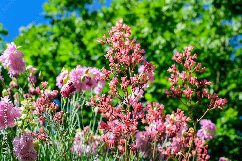 Close up of many small delicate vivid pink carnation flowers (Dianthus caryophyllus) in a garden in a sunny summer day, beautiful outdoor floral background photographed with soft focus Close up of many small delicate vivid pink carnation flowers (Dianthus caryophyllus) in a garden in a sunny summer day, beautiful outdoor floral background photographed with soft focus