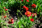 Many vivid red Gaillardia flower, common known as blanket flower,  and blurred green leaves in soft focus, in a garden in a sunny summer day, beautiful outdoor floral background