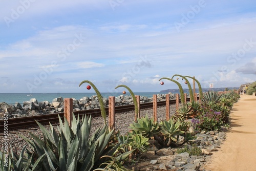 Yucca plants decorated with Christmas ornaments