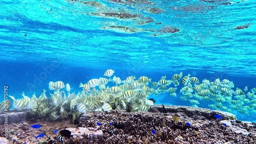 Large School Of Convict Tang Fish On The Reef Feeding On Algae. Acanthurus Triostegus. underwater shot photo