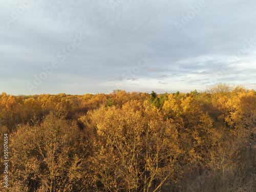 Bright autumn landscape with cloudy sky over the tree tops. A forest in the fall with gold, brown and red bronze leaves.
