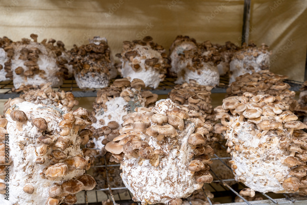 Shiitake mushrooms are medicinal mushrooms, rich in amino acids