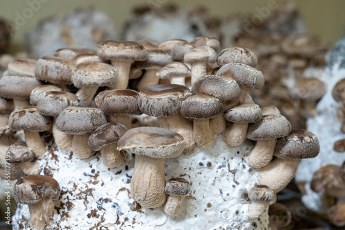 Shiitake mushrooms are medicinal mushrooms, rich in amino acids, proteins, help balance blood pressure and strengthen the immune system