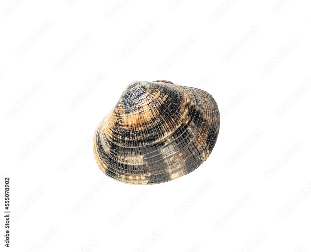 Closed fresh clam isolated on white background Closed fresh clam isolated on white background