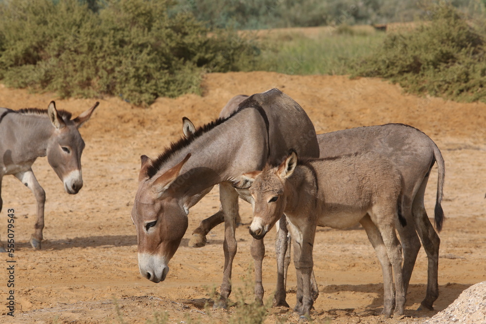 Donkeys with cub graze in Senegal, Africa. Farm in Senegal, Africa. Livestock in Africa. African domestic animal. Donkey: hoofed mammal in family Equidae, horse. Equus africanus asinus or Equus asinus