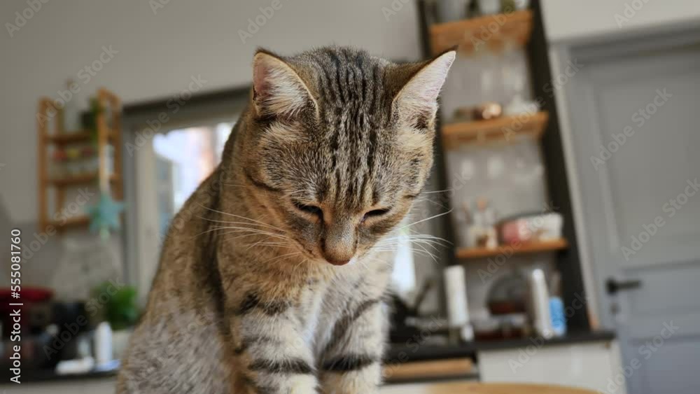 Domestic cute tabby cat eating wet pet food from tin can on the table. Healthy kitten eating food with appetite. Health of pets Domestic cute tabby cat eating wet pet food from tin can on the table. Healthy kitten eating food with appetite. Health of pets