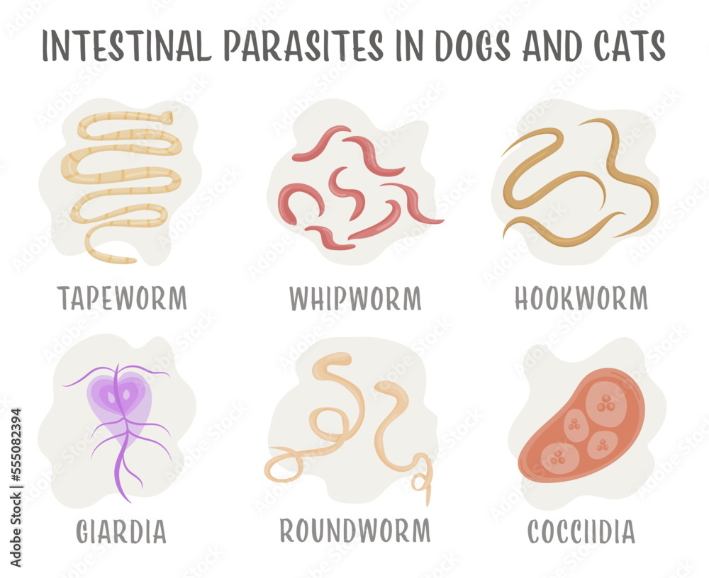 Common internal parasites in dog and cats. Vector illustration Stock