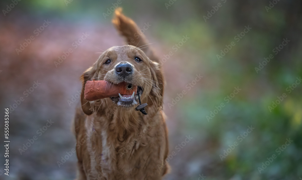 Obraz premium dog dogs 
